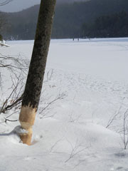2013 Condon Lake Snow Pictures